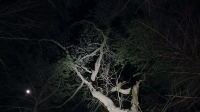 [branch snaps, footsteps] - Beyond Skinwalker Ranch
