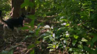 - (branch snaps)
- (Irene gasps, Gil grunts) - Trees and Other Entanglements
