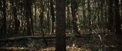 (branches cracking) - Deep Woods