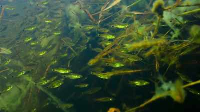Branches and trees
knocked down by elephants - Surviving Paradise: A Family Tale