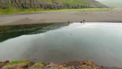 Braving icy water
and strong currents to follow her dad. - Wild Babies