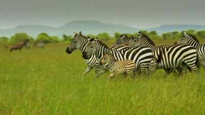 BRAYING - Serengeti