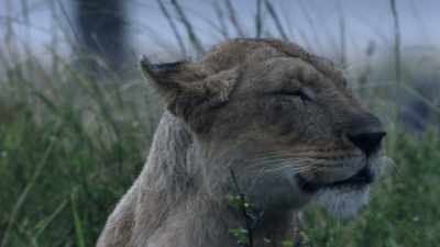 (BRAYING) - Dynasties