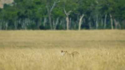 (BRAYING) - Dynasties