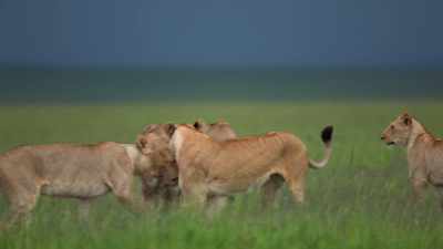 (BRAYING) - Dynasties