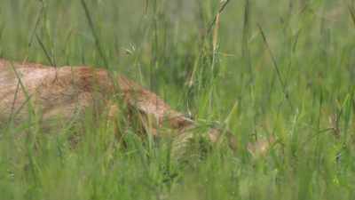 (BRAYING) - Dynasties