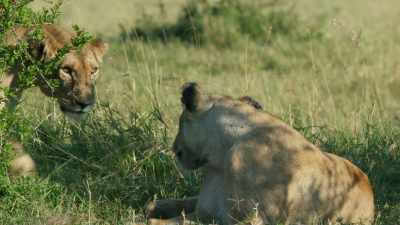 (BRAYING) - Dynasties