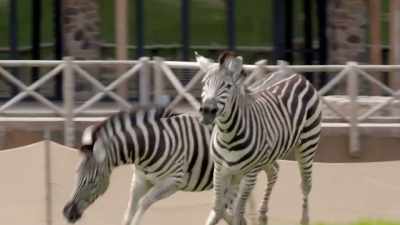 (braying) - Secrets of the Zoo