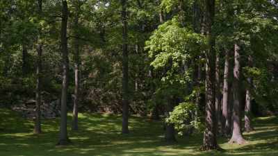 - (breeze blowing)
- (crow cawing) - Trees and Other Entanglements
