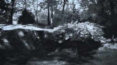 (breeze blowing) - Trees and Other Entanglements