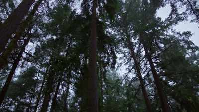 (breeze blowing) - Trees and Other Entanglements