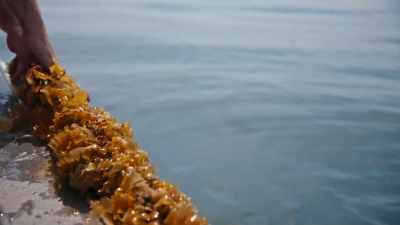 [Bren] I was doing
well with kelp, - Food and Country
