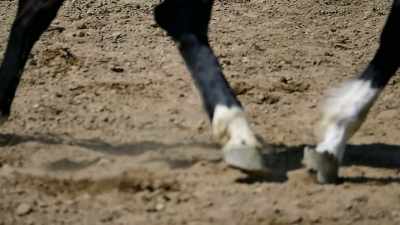 BRIAN FAGAN: THE THING
ABOUT A HORSE IS THAT - Origins: The Journey of Humankind