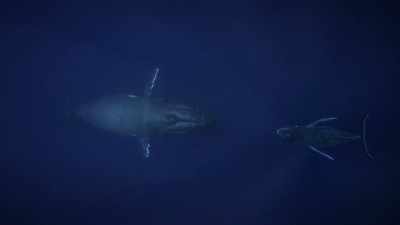 "Brian follows the calf to its mom," - Secrets of the Whales