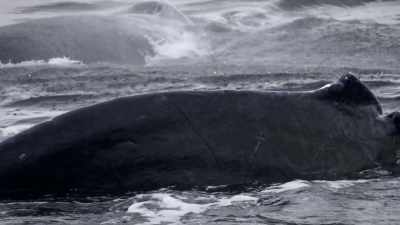 "Brian spends weeks trying to find
and document this type of feeding." - Secrets of the Whales