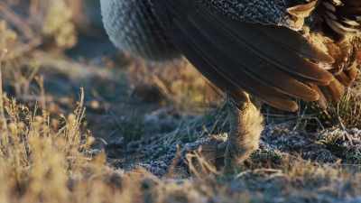 Bright decorations
and ungainly pouches - Epic Yellowstone