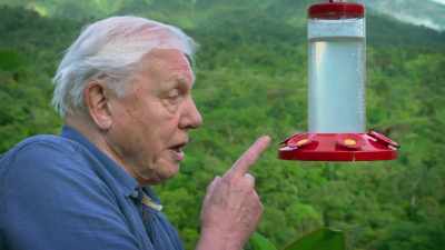 Brightly coloured down here - Attenborough's Life in Colour