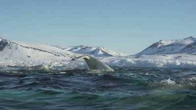 ...bringing freedom. - Frozen Planet II