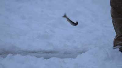 BRITTANY: I got a fish.
I got a fish. - Life Below Zero: Next Generation