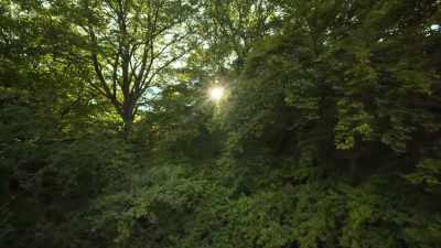 ..broadleaved woodlands in the
south... - Wild Isles