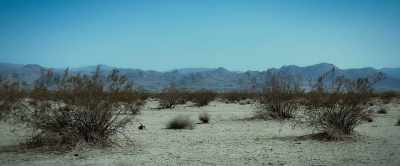 (Brocheet roars) - Alien Planet
