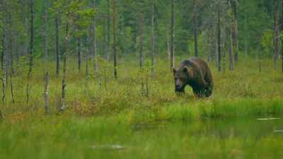 Brown bears were seen
for the first time - Chernobyl: The Invisible Enemy