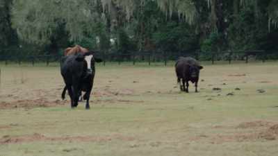 Brownie, the big one with the horns, - Why on Earth