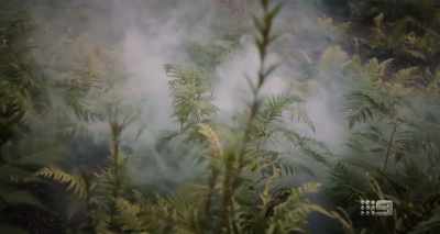 BRUCE BUCKLEY: We can expect to see
far more severe fire seasons - A Fire Inside