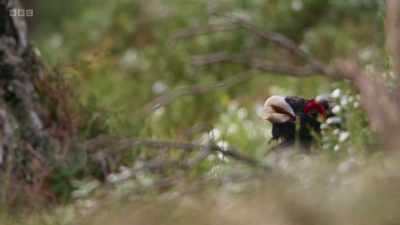 Bruised and battered,
his time has not yet come... - Wild Isles