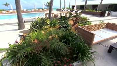 Bryan: With all the
new plants and trees, - Island of Bryan
