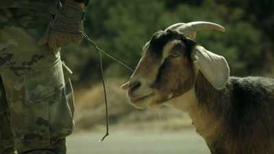 - Buckley's spirit
is in this goat. - 68 Whiskey