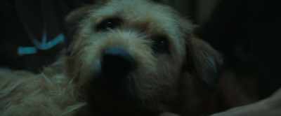 Buddy, - Arthur the King