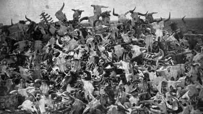 "Buffalo bones,"
a Kansas newspaper reported, - The American Buffalo
