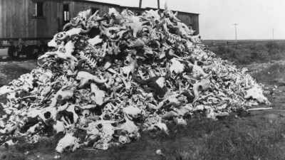 Buffalo horns were turned
into buttons, - The American Buffalo