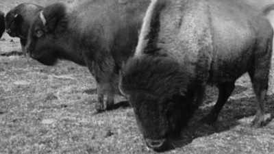 Buffalo often grazed
so close to Dodge City, - The American Buffalo