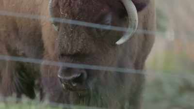 Buffalo resemble bison, - Secrets of the Zoo