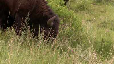 Buffalo teeth became ornaments. - The American Buffalo
