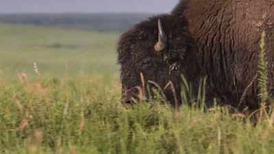 Buffaloes were considered - The American Buffalo