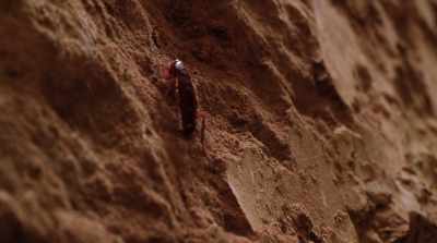 [bug crawling] - The Burial of Kojo
