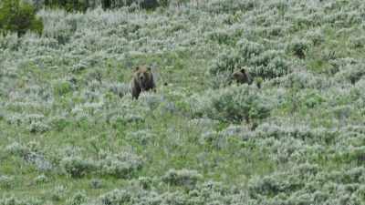 [bugling] - Epic Yellowstone
