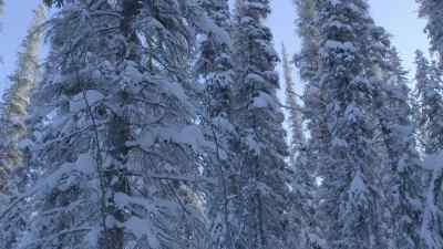 BUILDING A CABIN OUT LIKE THIS
IS NOTHING BUT HARD WORK. - The Last Alaskans