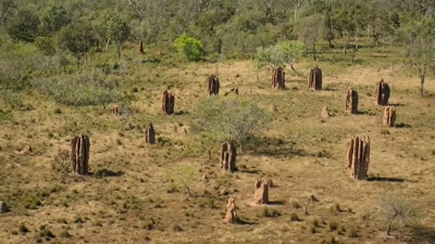 Built up to eight meters tall, - A Year on Planet Earth