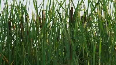Bullrushes every year produce
these long, brown, velvety objects. - The Green Planet