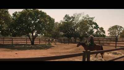 [bulls bellowing] - Territory