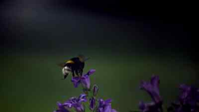Bumblebees are found all over
the northern hemisphere, - Micro Monsters with David Attenborough