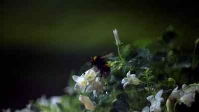Bumblebees have found a way around
this obstacle. - Micro Monsters with David Attenborough