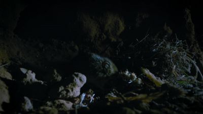 Buried treasure. - Tiny World