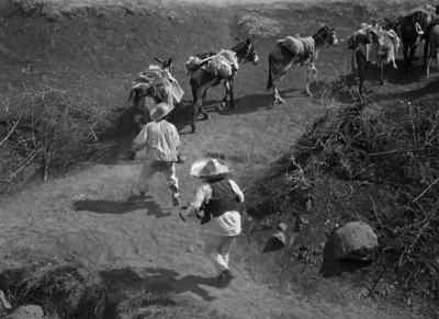 Burros. - The Treasure of the Sierra Madre