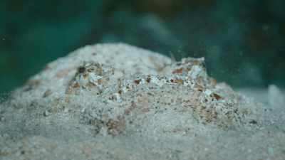 Burying itself into the sand,
in a disappearing act so effective, - Super/Natural