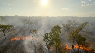 Bush fires can reach
more than 1,000 degrees Celsius, - A Year on Planet Earth